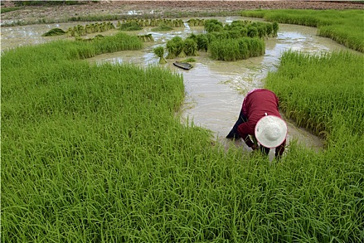 dự đoán đề hôm nay