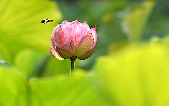 thống kê soi cầu bạch thủ