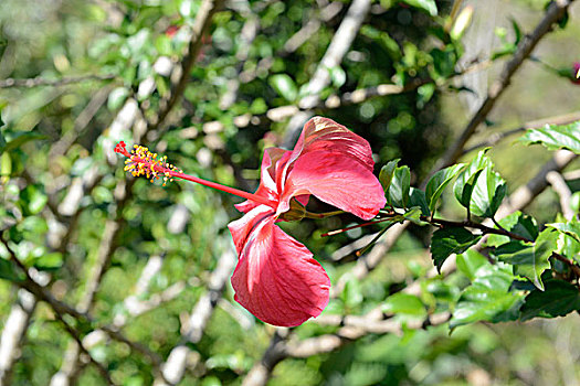lô bach thu mien bac