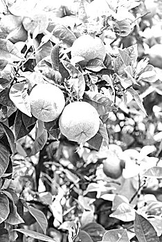 cầu soi miền bắc