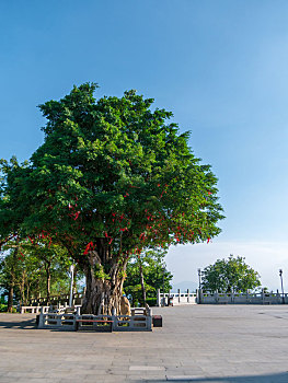 quả xổ