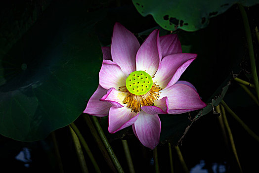 soi cau lo bach thu